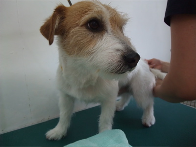 ジャックラッセルテリア トリミング カット シャンプー フントヒュッテ hundehutte 東京 文京区 トリミングサロン 12