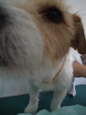 ジャックラッセルテリア トリミング カット シャンプー フントヒュッテ hundehutte 東京 文京区 トリミングサロン 13