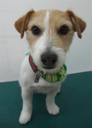 ジャックラッセルテリア トリミング カット シャンプー フントヒュッテ hundehutte 東京 文京区 トリミングサロン 14