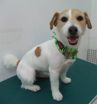 ジャックラッセルテリア トリミング カット シャンプー フントヒュッテ hundehutte 東京 文京区 トリミングサロン 17