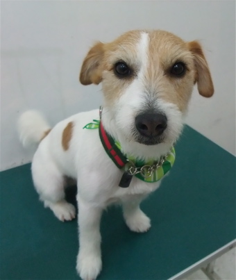 ジャックラッセルテリア トリミング カット シャンプー フントヒュッテ hundehutte 東京 文京区 トリミングサロン 16