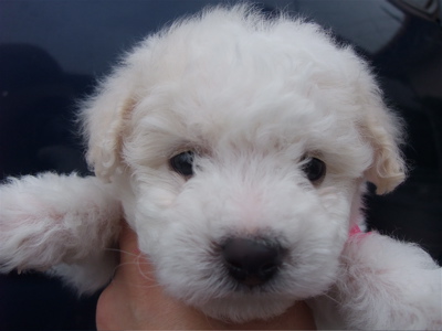 ビションフリーゼ こいぬ情報 子犬情報 仔犬情報 フントヒュッテ hundehutte 東京 文京区 トリミングサロン