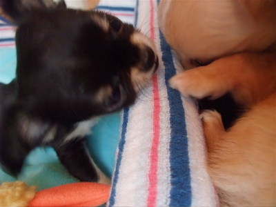 チワワ こいぬ情報 子犬情報 仔犬情報 フントヒュッテ hundehutte トリミングサロン 東京 文京区 5