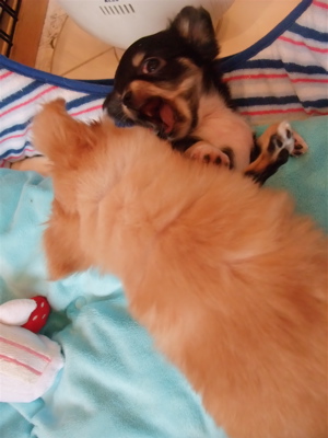 チワワ こいぬ情報 子犬情報 仔犬情報 フントヒュッテ hundehutte トリミングサロン 東京 文京区 8
