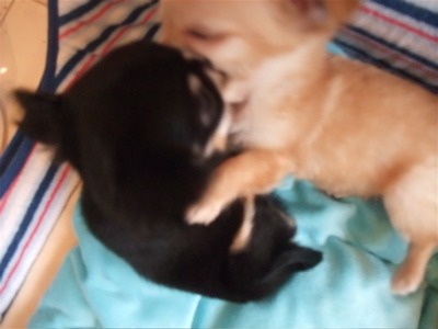 チワワ こいぬ情報 子犬情報 仔犬情報 フントヒュッテ hundehutte トリミングサロン 東京 文京区 9
