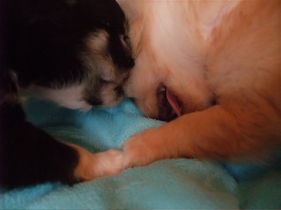 チワワ こいぬ情報 子犬情報 仔犬情報 フントヒュッテ hundehutte トリミングサロン 東京 文京区 11