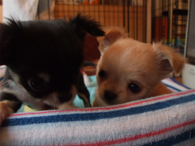 チワワ こいぬ情報 子犬情報 仔犬情報 フントヒュッテ hundehutte トリミングサロン 東京 文京区 12