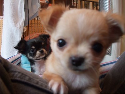 チワワ こいぬ情報 子犬情報 仔犬情報 フントヒュッテ hundehutte トリミングサロン 東京 文京区 13
