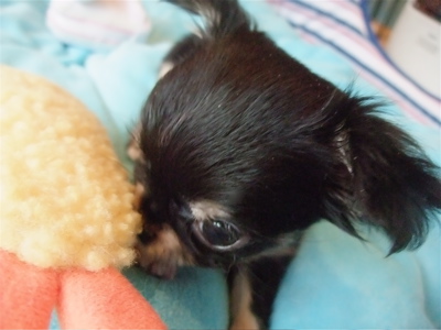チワワ こいぬ情報 子犬情報 仔犬情報 フントヒュッテ hundehutte トリミングサロン 東京 文京区 15