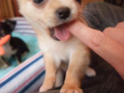 チワワ こいぬ情報 子犬情報 仔犬情報 フントヒュッテ hundehutte トリミングサロン 東京 文京区 16