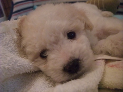 ビションフリーゼ こいぬ情報 子犬情報 仔犬情報 フントヒュッテ hundehutte 東京 文京区 トリミングサロン おやすみ Zzz… 2