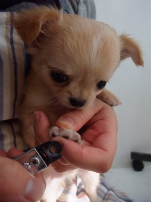 チワワ こいぬ情報 子犬情報 仔犬情報 フントヒュッテ hundehutte トリミングサロン 東京 文京区 つめ切り 爪切り 1