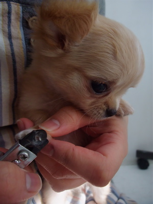 チワワ こいぬ情報 子犬情報 仔犬情報 フントヒュッテ hundehutte トリミングサロン 東京 文京区 つめ切り 爪切り 2