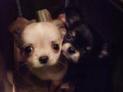 チワワ こいぬ情報 子犬情報 仔犬情報 フントヒュッテ hundehutte トリミングサロン 東京 文京区 旅立ち