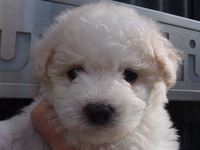 ビションフリーゼ フントヒュッテ hundehutte こいぬ情報 子犬情報 仔犬情報 トリミングサロン 東京 文京区 1
