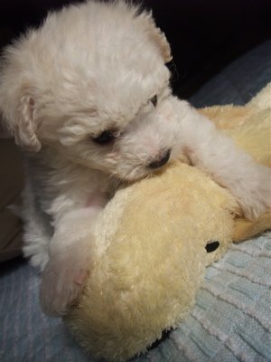 ¥Ó¥·¥ç¥ó¥Õ¥ê¡¼¥¼¡¡¥Õ¥ó¥È¥Ò¥å¥Ã¥Æ¡¡hundehutte¡¡¤³¤¤¤Ì¾ðÊó¡¡»Ò¸¤¾ðÊ󡡻Ƹ¤¾ðÊ󡡥ȥê¥ß¥ó¥°¥µ¥í¥ó¡¡Åìµþ¡¡Ê¸µþ¶è¡¡¤Ì¤¤¤°¤ë¤ß¡¡5
