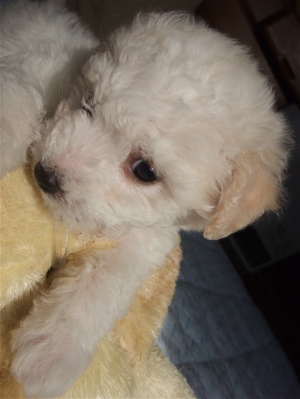¥Ó¥·¥ç¥ó¥Õ¥ê¡¼¥¼¡¡¥Õ¥ó¥È¥Ò¥å¥Ã¥Æ¡¡hundehutte¡¡¤³¤¤¤Ì¾ðÊó¡¡»Ò¸¤¾ðÊ󡡻Ƹ¤¾ðÊ󡡥ȥê¥ß¥ó¥°¥µ¥í¥ó¡¡Åìµþ¡¡Ê¸µþ¶è¡¡¤Ì¤¤¤°¤ë¤ß¡¡8