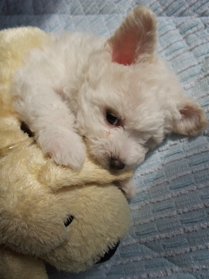 ¥Ó¥·¥ç¥ó¥Õ¥ê¡¼¥¼¡¡¥Õ¥ó¥È¥Ò¥å¥Ã¥Æ¡¡hundehutte¡¡¤³¤¤¤Ì¾ðÊó¡¡»Ò¸¤¾ðÊ󡡻Ƹ¤¾ðÊ󡡥ȥê¥ß¥ó¥°¥µ¥í¥ó¡¡Åìµþ¡¡Ê¸µþ¶è¡¡¤Ì¤¤¤°¤ë¤ß¡¡11
