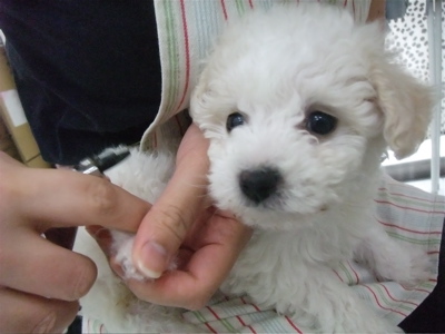 ビションフリーゼ こいぬ情報 仔犬情報 子犬情報 東京 文京区 トリミングサロン つめ切り 爪切り 1