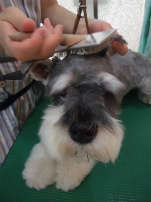 シュナウザー シュナカット トリミング カット シャンプー フントヒュッテ hundehutte トリミングサロン 東京 文京区 4