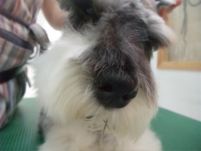 シュナウザー シュナカット トリミング カット シャンプー フントヒュッテ hundehutte トリミングサロン 東京 文京区 6