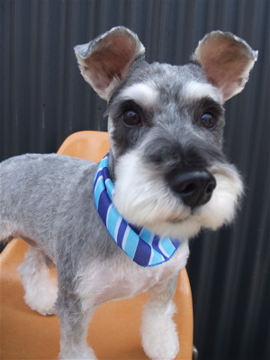 シュナウザー シュナカット トリミング カット シャンプー フントヒュッテ hundehutte トリミングサロン 東京 文京区 10