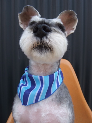 シュナウザー シュナカット トリミング カット シャンプー フントヒュッテ hundehutte トリミングサロン 東京 文京区 15