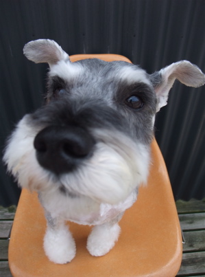 シュナウザー シュナカット トリミング カット シャンプー フントヒュッテ hundehutte トリミングサロン 東京 文京区 18