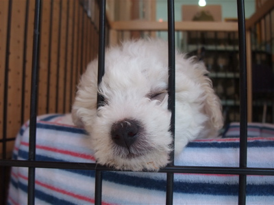 ビションフリーゼ こいぬ情報 仔犬情報 子犬情報 フントヒュッテ hundehutte 東京 文京区 トリミングサロン 熟睡 Zzz… 1