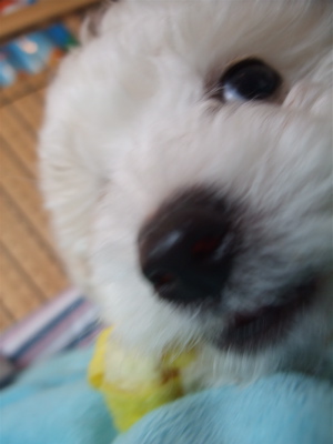 ビションフリーゼ こいぬ情報 仔犬情報 子犬情報 フントヒュッテ hundehutte 東京 文京区 トリミングサロン ボールガム 1