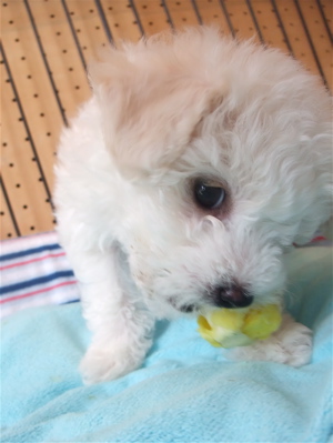 ビションフリーゼ こいぬ情報 仔犬情報 子犬情報 フントヒュッテ hundehutte 東京 文京区 トリミングサロン ボールガム 3