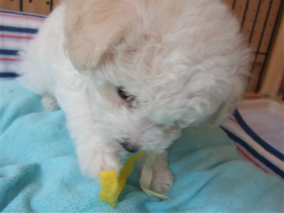 ビションフリーゼ こいぬ情報 仔犬情報 子犬情報 フントヒュッテ hundehutte 東京 文京区 トリミングサロン ボールガム 5