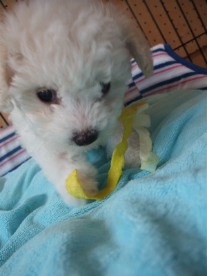 ビションフリーゼ こいぬ情報 仔犬情報 子犬情報 フントヒュッテ hundehutte 東京 文京区 トリミングサロン ボールガム 6