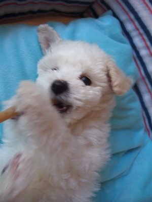 ビションフリーゼ こいぬ情報 仔犬情報 子犬情報 フントヒュッテ hundehutte 東京 文京区 トリミングサロン ささみ巻きガム P-ball 1