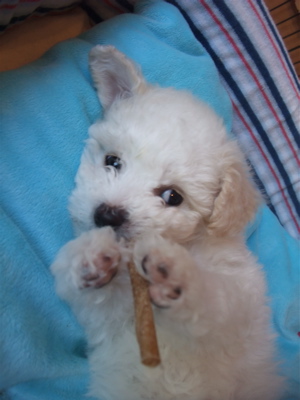 ビションフリーゼ こいぬ情報 仔犬情報 子犬情報 フントヒュッテ hundehutte 東京 文京区 トリミングサロン ささみ巻きガム P-ball 5