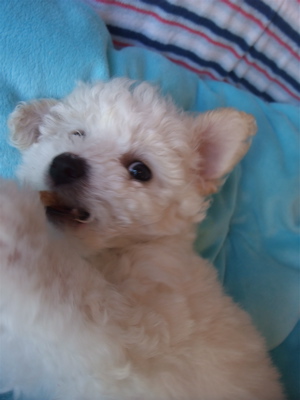 ビションフリーゼ こいぬ情報 仔犬情報 子犬情報 フントヒュッテ hundehutte 東京 文京区 トリミングサロン ささみ巻きガム P-ball 7