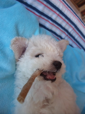 ビションフリーゼ こいぬ情報 仔犬情報 子犬情報 フントヒュッテ hundehutte 東京 文京区 トリミングサロン ささみ巻きガム P-ball 8