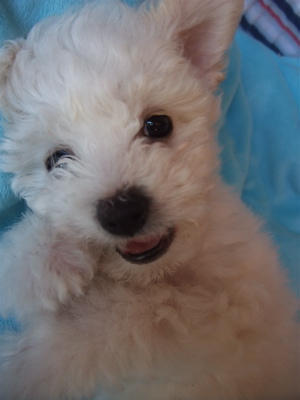 ビションフリーゼ こいぬ情報 仔犬情報 子犬情報 フントヒュッテ hundehutte 東京 文京区 トリミングサロン ささみ巻きガム P-ball 9
