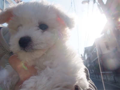 ビションフリーゼ こいぬ情報 仔犬情報 子犬情報 フントヒュッテ hundehutte 東京 文京区 トリミングサロン おさんぽ 1