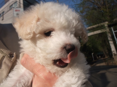 ビションフリーゼ こいぬ情報 仔犬情報 子犬情報 フントヒュッテ hundehutte 東京 文京区 トリミングサロン おさんぽ 2