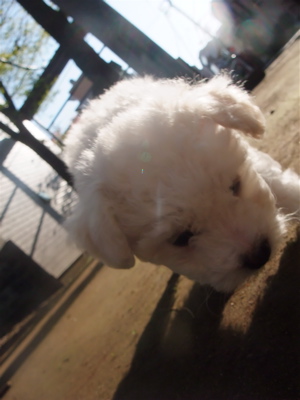 ビションフリーゼ こいぬ情報 仔犬情報 子犬情報 フントヒュッテ hundehutte 東京 文京区 トリミングサロン おさんぽ 5