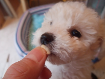 ビションフリーゼ こいぬ情報 仔犬情報 子犬情報 フントヒュッテ hundehutte 東京 文京区 トリミングサロン ANDERSEN アンデルセン チョコパン 2