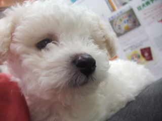 ビションフリーゼ こいぬ情報 仔犬情報 子犬情報 フントヒュッテ hundehutte 東京 文京区 トリミングサロン 混合ワクチン接種 2