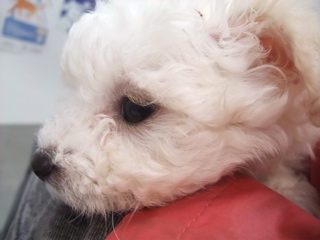 ビションフリーゼ こいぬ情報 仔犬情報 子犬情報 フントヒュッテ hundehutte 東京 文京区 トリミングサロン 混合ワクチン接種 3