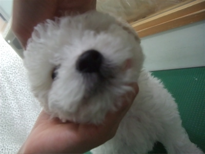 ビションフリーゼ トリミング カット ビションカット フントヒュッテ hundehutte 東京 文京区 トリミングサロン こいぬ情報 仔犬情報 子犬情報 1