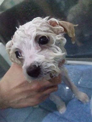 ビションフリーゼ トリミング カット ビションカット フントヒュッテ hundehutte 東京 文京区 トリミングサロン こいぬ情報 仔犬情報 子犬情報 4