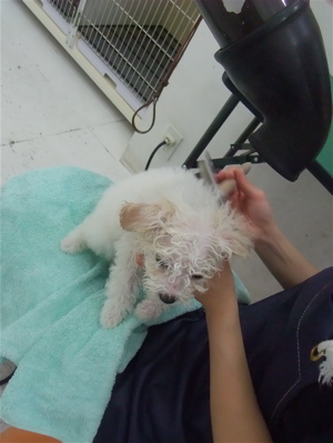 ビションフリーゼ トリミング カット ビションカット フントヒュッテ hundehutte 東京 文京区 トリミングサロン こいぬ情報 仔犬情報 子犬情報 9