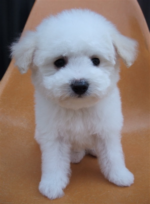 ビションフリーゼ トリミング カット ビションカット フントヒュッテ hundehutte 東京 文京区 トリミングサロン こいぬ情報 仔犬情報 子犬情報 11