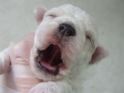 ビションフリーゼ フントヒュッテ hundehutte 東京 文京区 トリミングサロン トリミング カット ビションカット こいぬ情報 仔犬情報 子犬情報 3