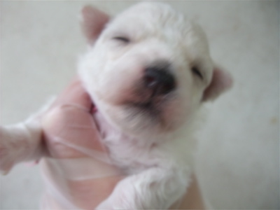 ビションフリーゼ フントヒュッテ hundehutte 東京 文京区 トリミングサロン トリミング カット ビションカット こいぬ情報 仔犬情報 子犬情報 4